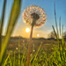 Dandelion at sunset.  by cocobella