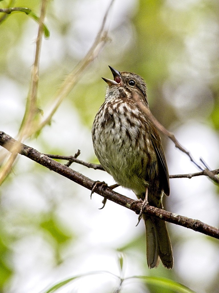 Song Sparrow by mitchell304