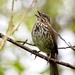 Song Sparrow by mitchell304