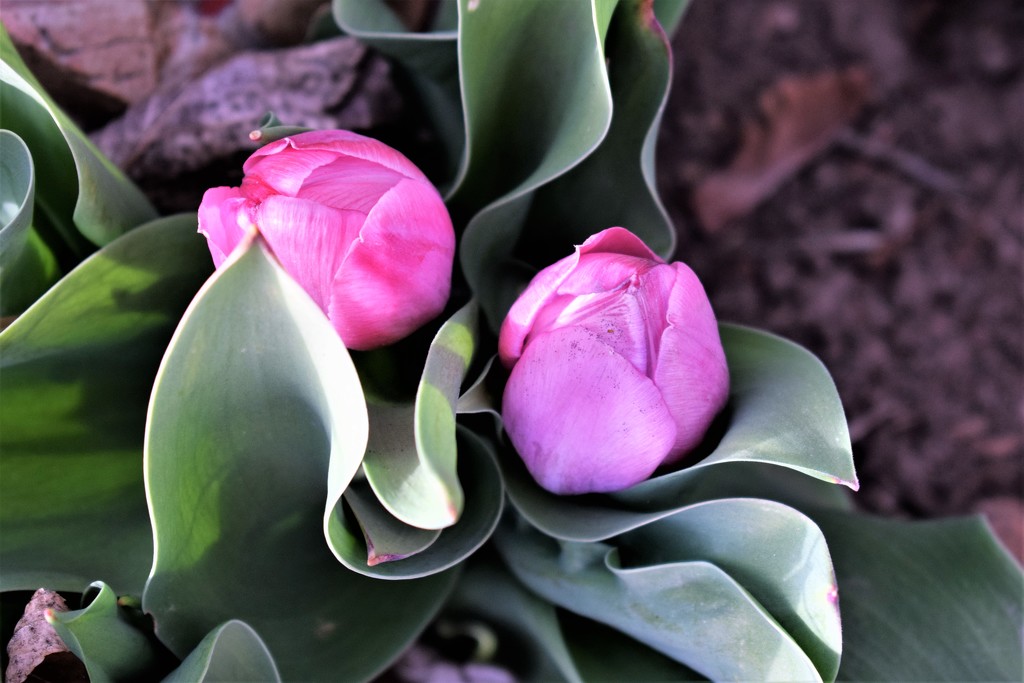 Pink Tulips by sandlily