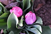 25th Apr 2021 - Pink Tulips