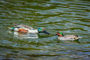 24th Apr 2021 - Northern Shoveler and Green-Winged Teal say hello!
