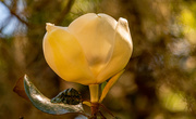 25th Apr 2021 - Magnolia Bloom!
