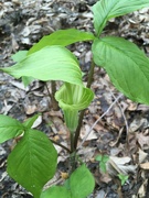 18th Apr 2021 - jack-in-the-pulpit
