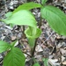 jack-in-the-pulpit by wiesnerbeth