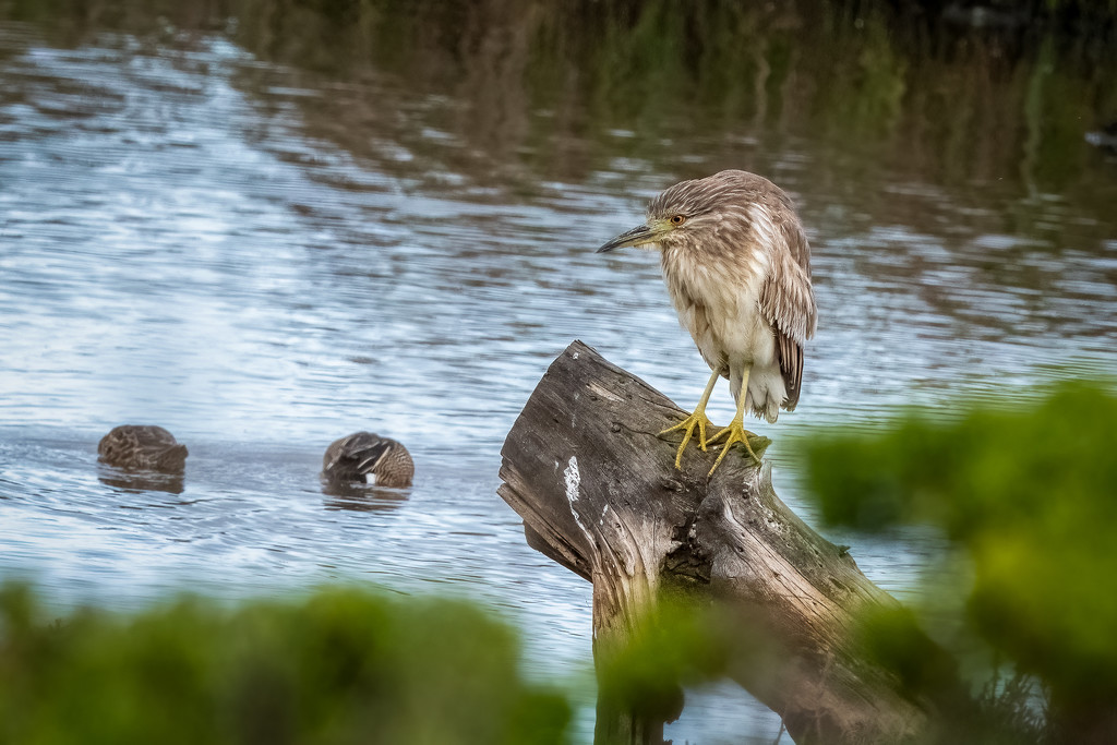 Young Black Crowned Night-heron on the hunt by nicoleweg