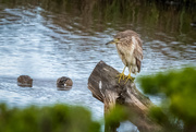 25th Apr 2021 - Young Black Crowned Night-heron on the hunt