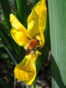 26th Apr 2021 - A bee, finally !