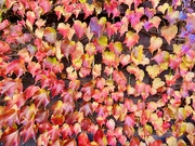 26th Apr 2021 - Colours of Autumn 