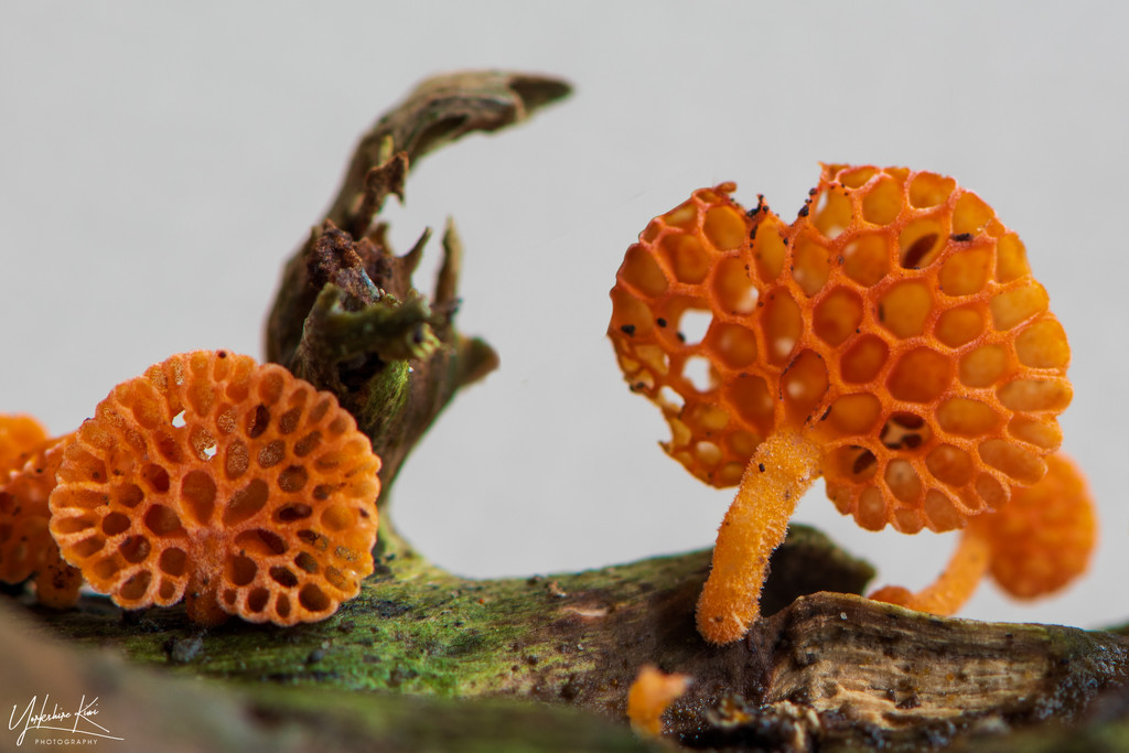 Orange Pore fungus by yorkshirekiwi
