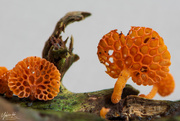 26th Apr 2021 - Orange Pore fungus