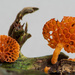 Orange Pore fungus by yorkshirekiwi