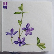 10th Apr 2021 - Periwinkle