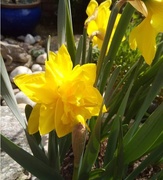 26th Apr 2021 - Spring double daffodil
