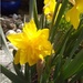 Spring double daffodil by 365projectorgjoworboys