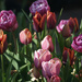 Tulip Time by 365projectmaxine