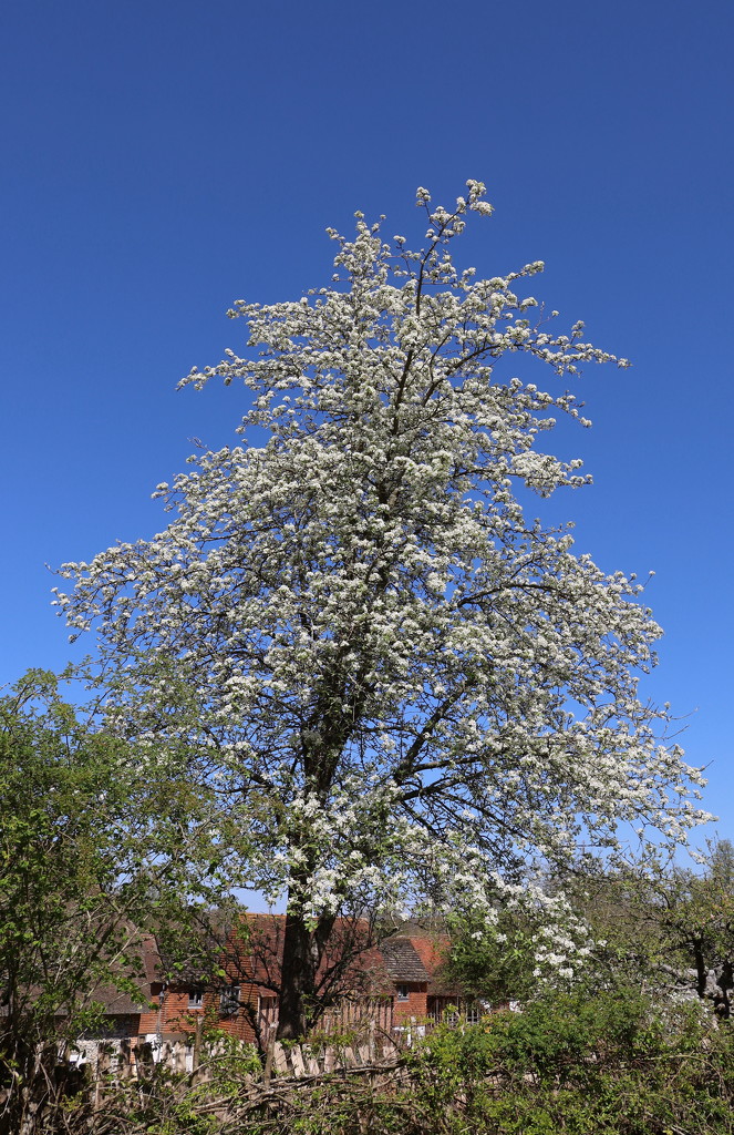 Pear Blossom by davemockford