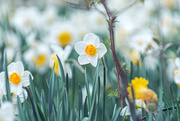 24th Apr 2021 - Field of Daffodils