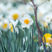 Field of Daffodils by farmreporter