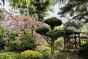 24th Apr 2021 - Pure Land Meditation Japanese Garden
