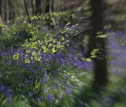 26th Apr 2021 - Bluebell Woods