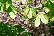 24th Apr 2021 - Tree leaves
