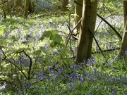 26th Apr 2021 - Bluebell Wood