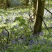 Bluebell Wood by orchid99