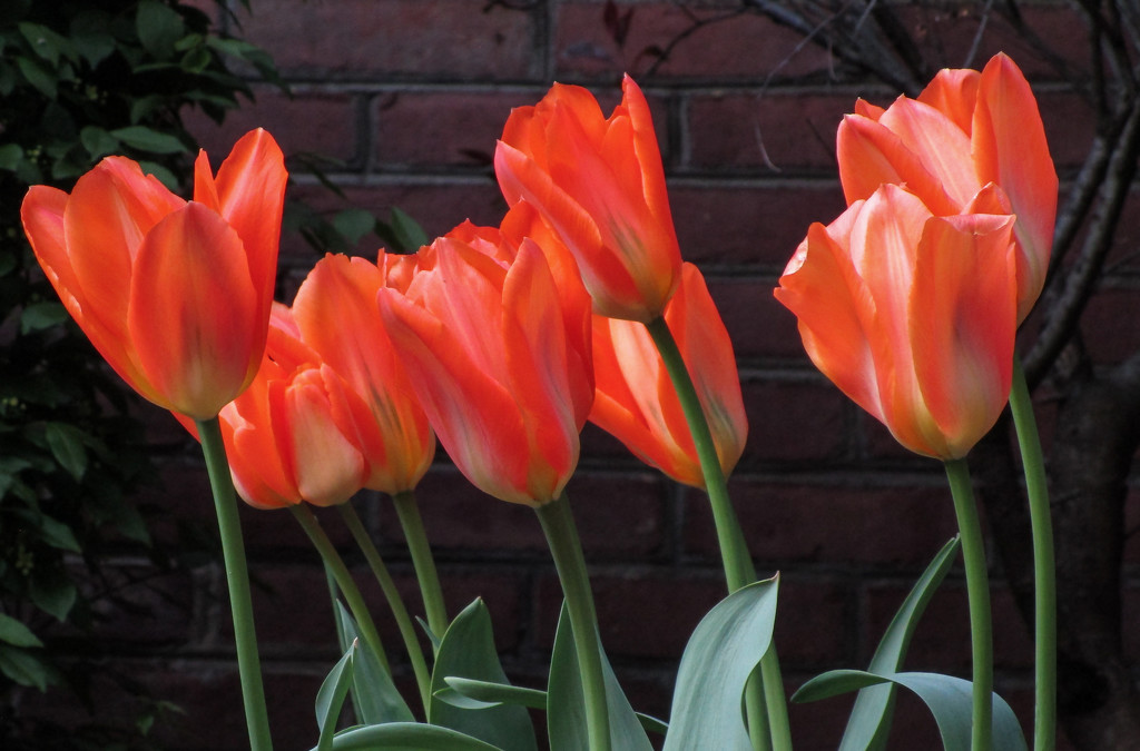 Some pretty tulips by mittens
