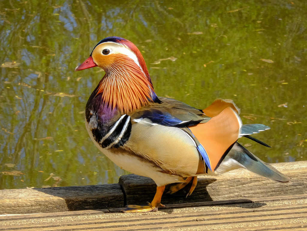 Mandarin Duck  by 365nick