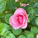 Roses are blooming in our neighborhood by shutterbug49