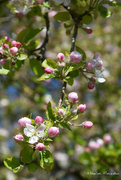 25th Apr 2021 - Apple blossom