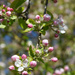 Apple blossom by parisouailleurs