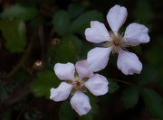 15th Apr 2021 - Dewberry blossoms...