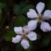 Dewberry blossoms... by marlboromaam