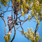 14th Apr 2021 - woodpecker