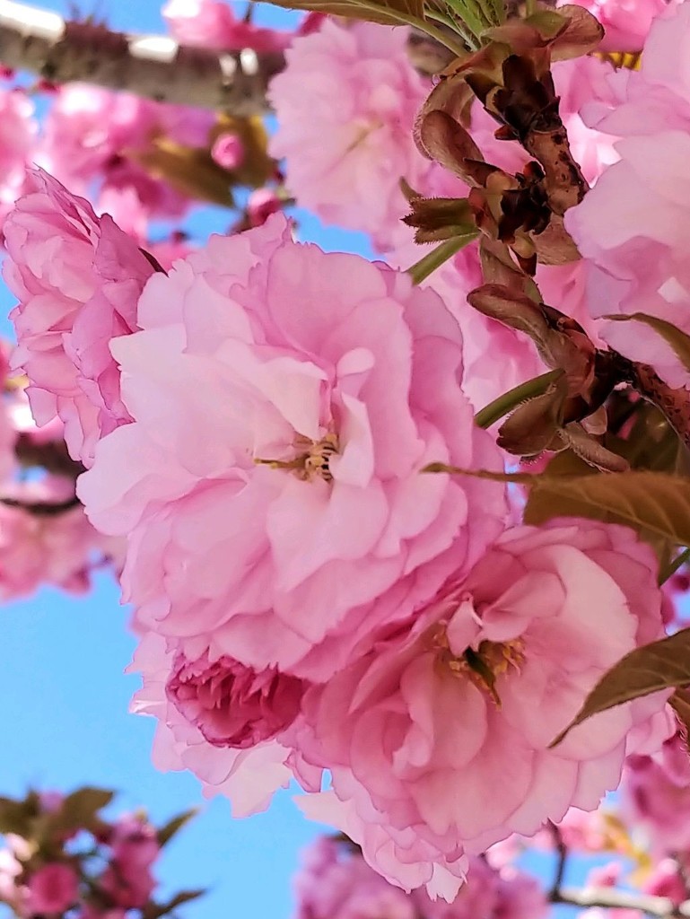 Pink Tree Blooms  by jo38