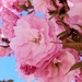 Pink Tree Blooms  by jo38