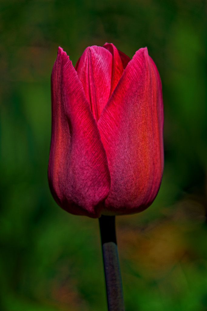 0426 - Tulip by bob65