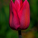 0426 - Tulip by bob65
