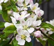 25th Apr 2021 - Apple Blossom