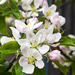 Apple Blossom by tonygig