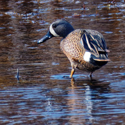 26th Apr 2021 - blue-winged teal