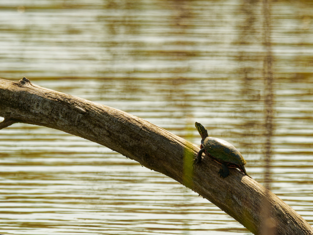 false map turtle by rminer