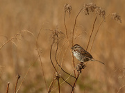 26th Apr 2021 - song sparrow 