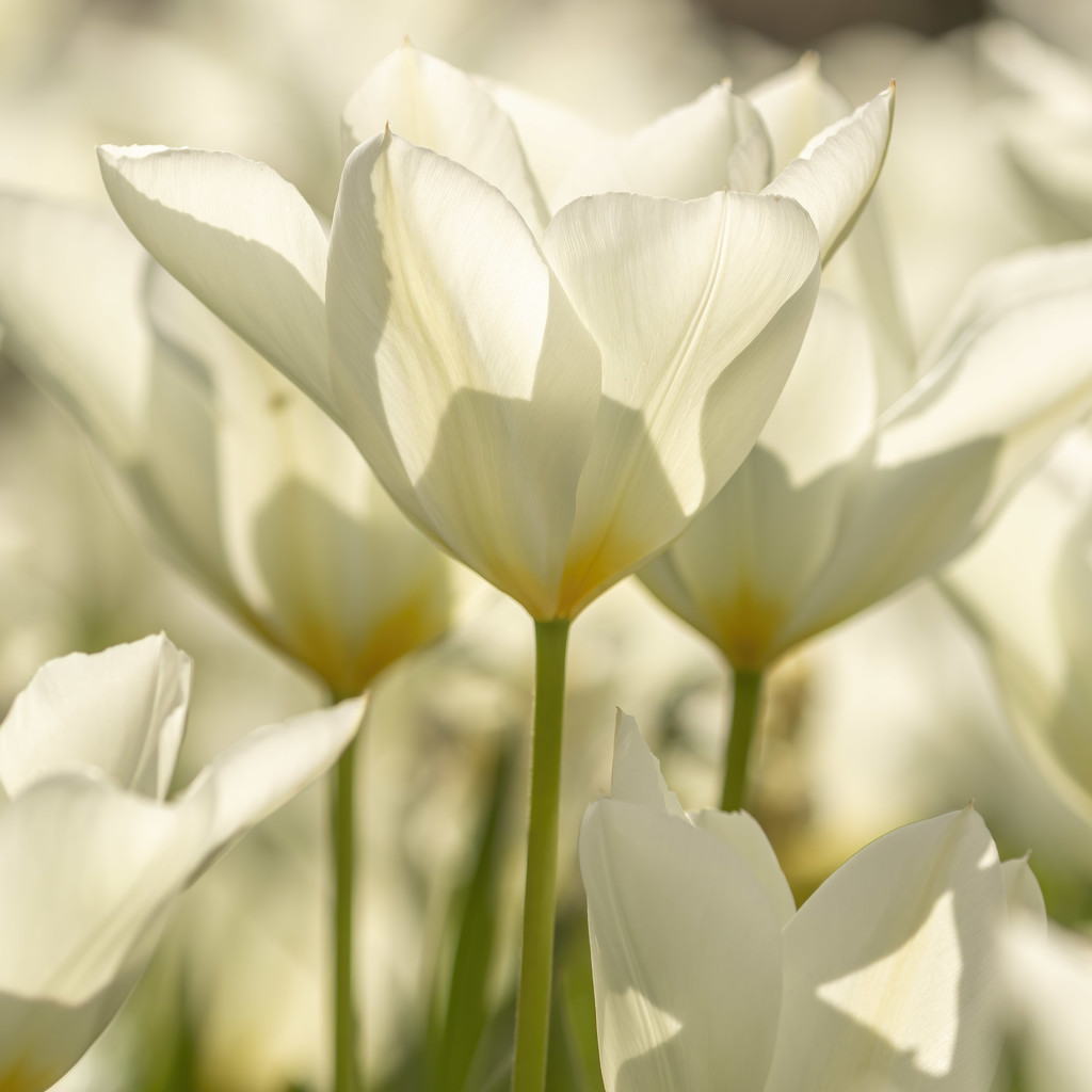 White Tulips in the Sunshine by shepherdmanswife