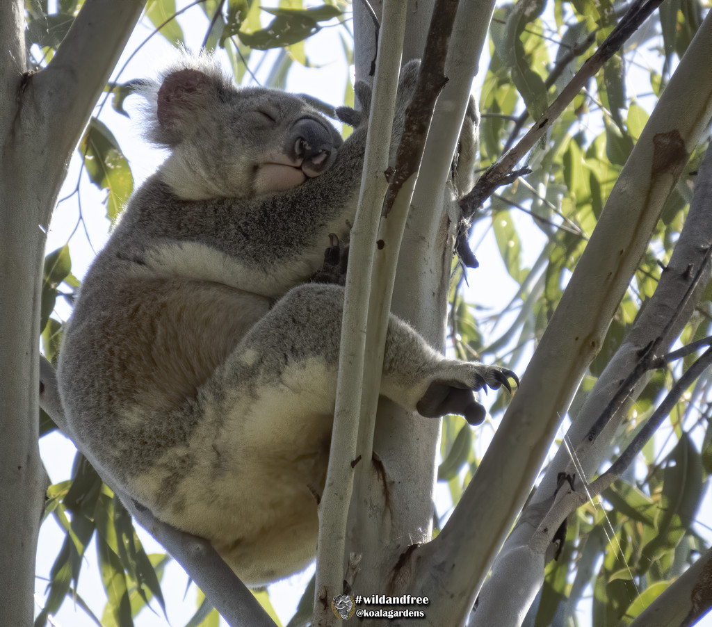 sleep of the innocent by koalagardens