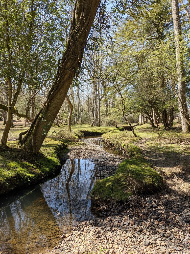 A walk by the stream by yorkshirelady