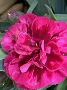 25th Apr 2021 - Pinks Flower