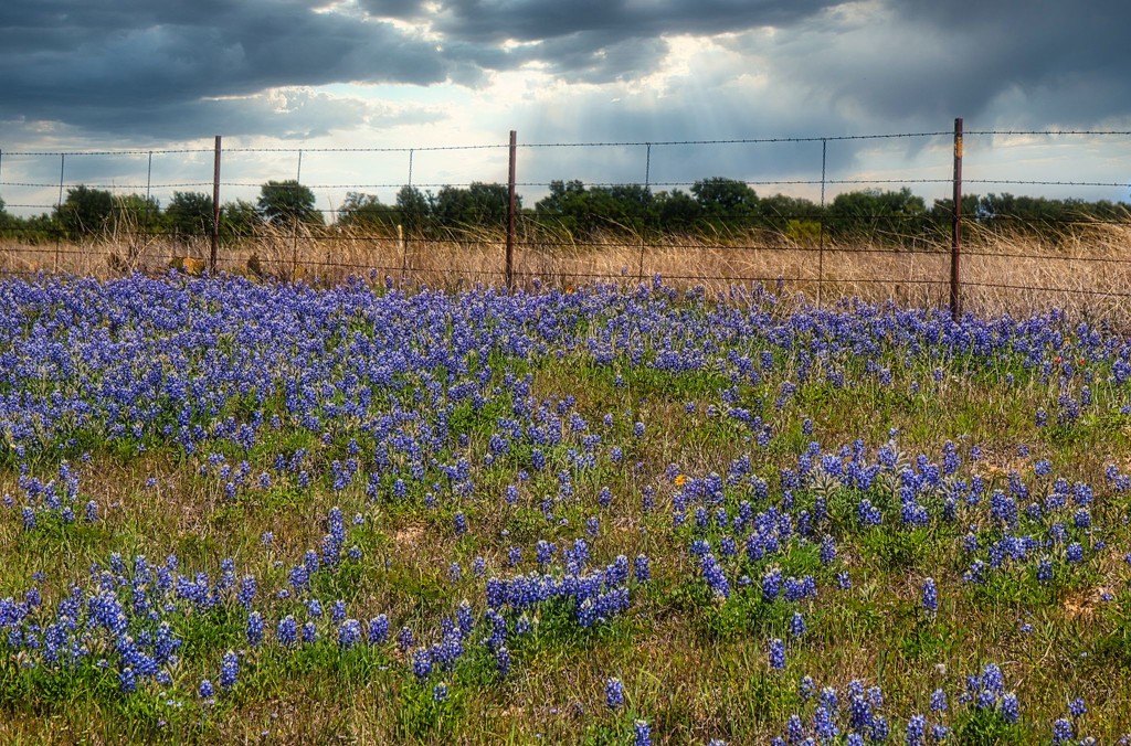 Bluebonnets and Clouds by judyc57